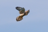 Mäusebussard auf der Jagd (2)